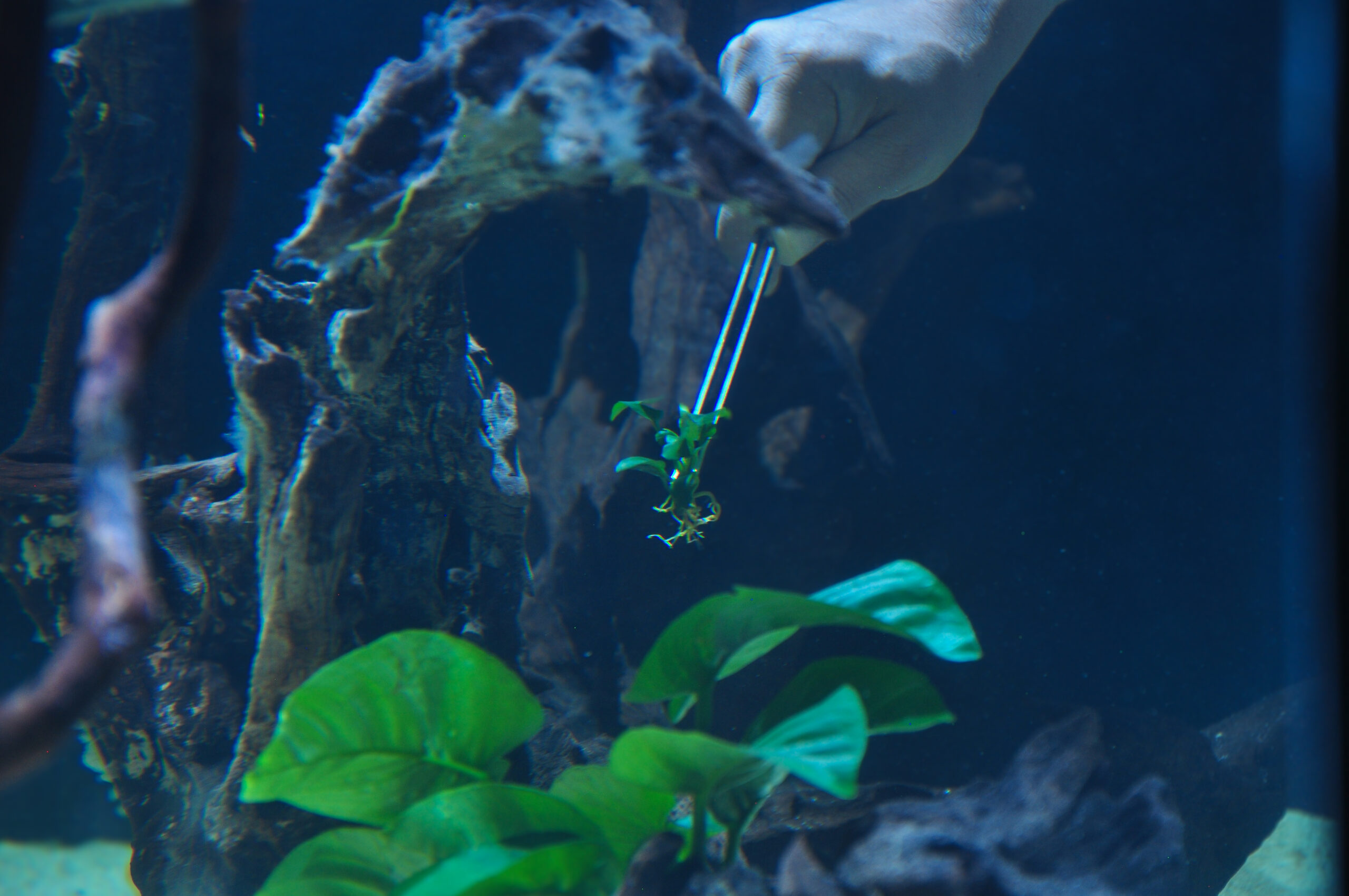 Aquarium water parameters — clear water in a planted nano tank