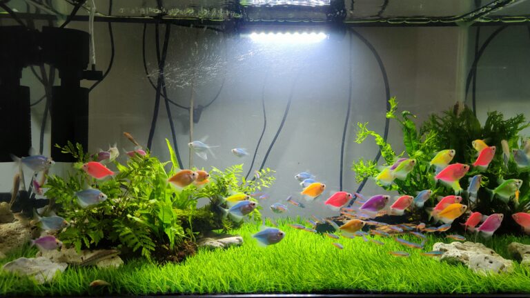 Planted nano aquascape in a small aquarium