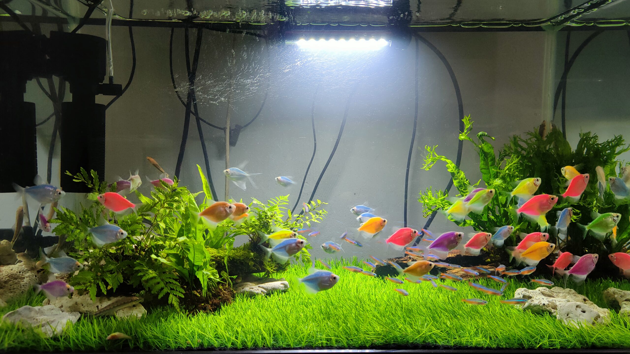 Planted nano aquascape in a small aquarium