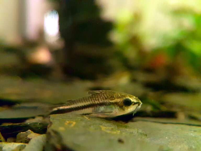 Pygmy corydoras care guide — Corydoras pygmaeus on sand in a planted nano tank