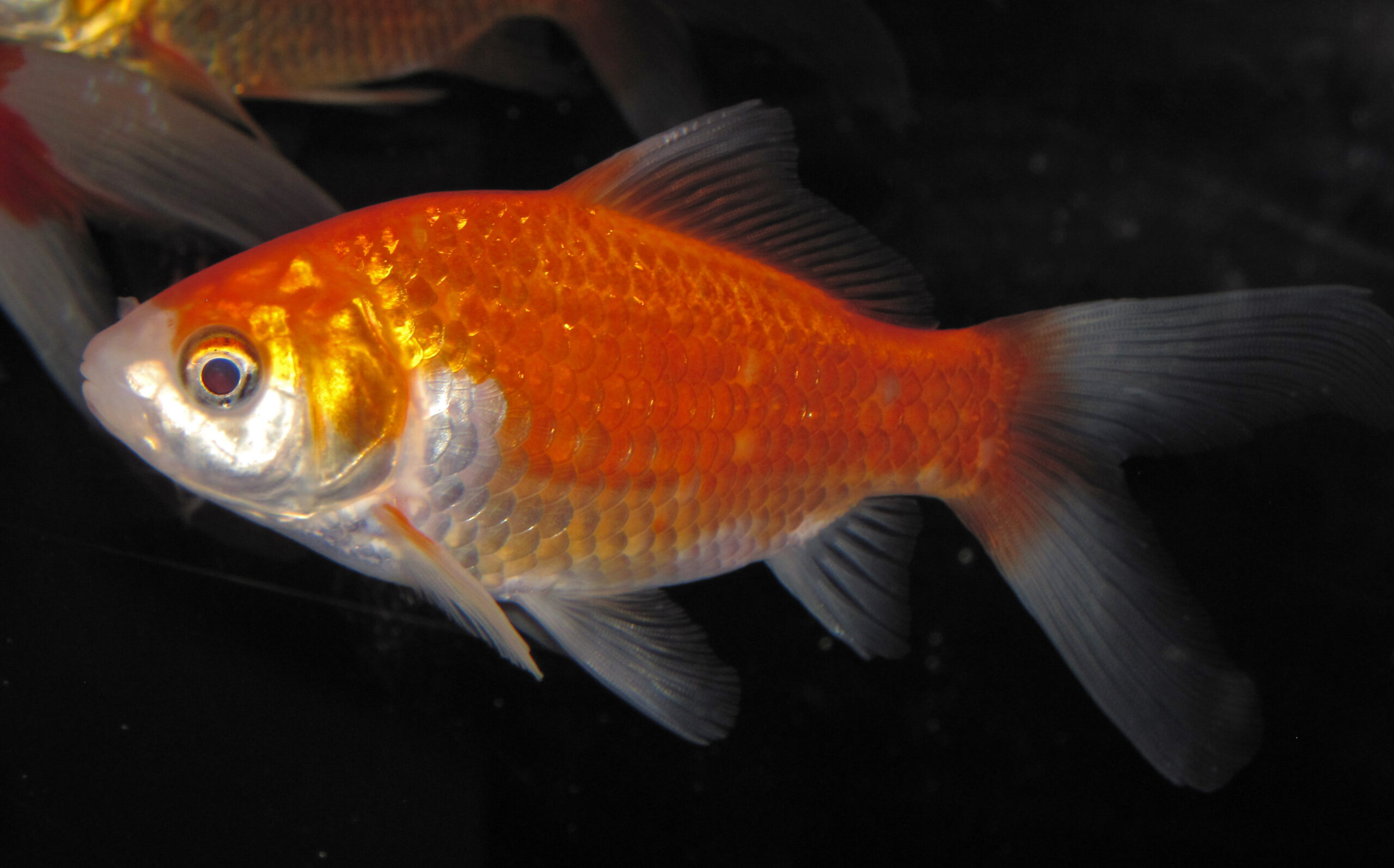 Goldfish, a coldwater fish, compared with tropical aquarium fish