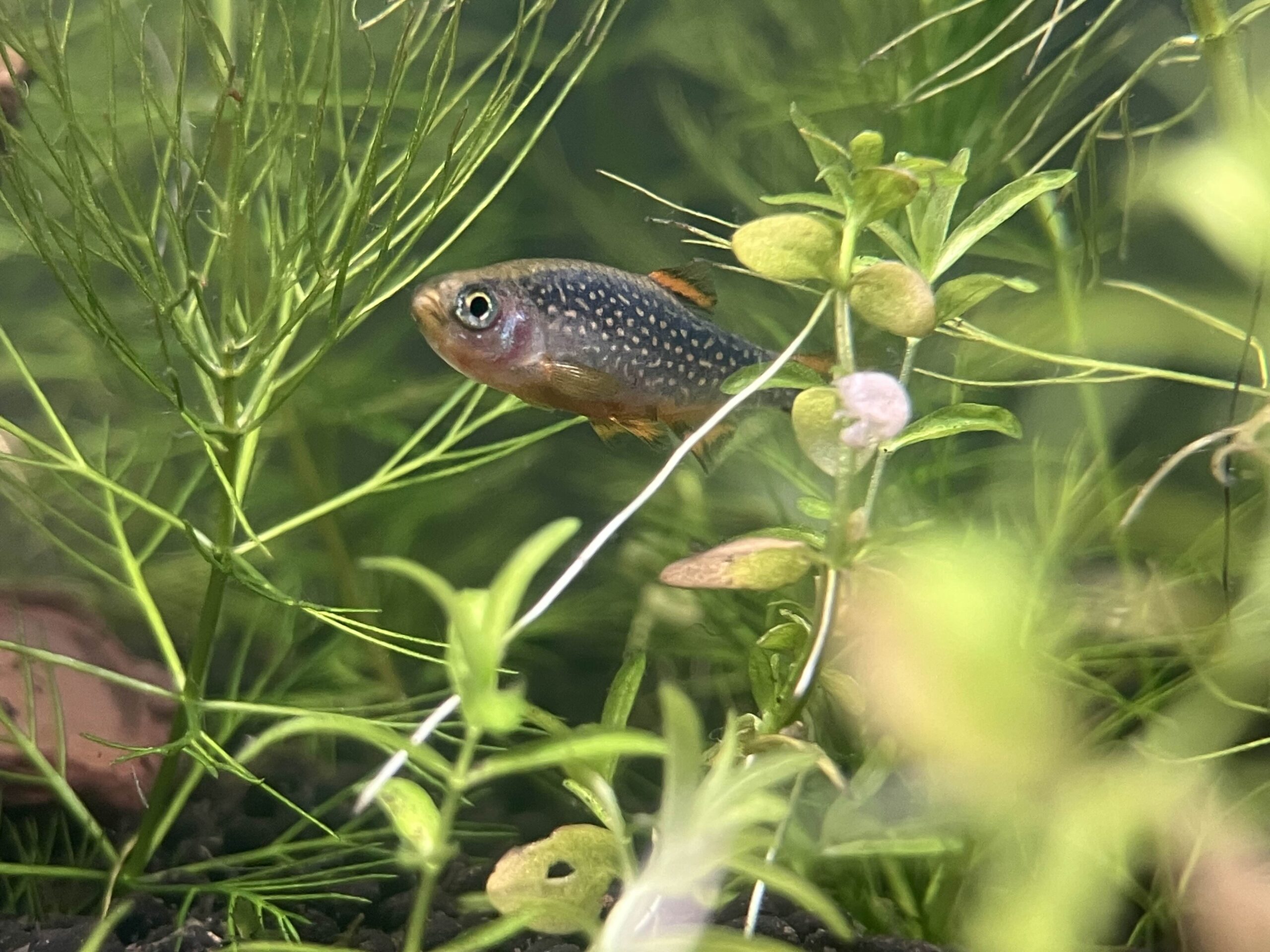 Celestial pearl danio care guide — Danio margaritatus in a planted nano tank