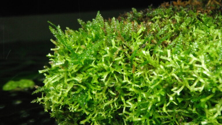 Carpeting aquarium plants in a planted nano tank
