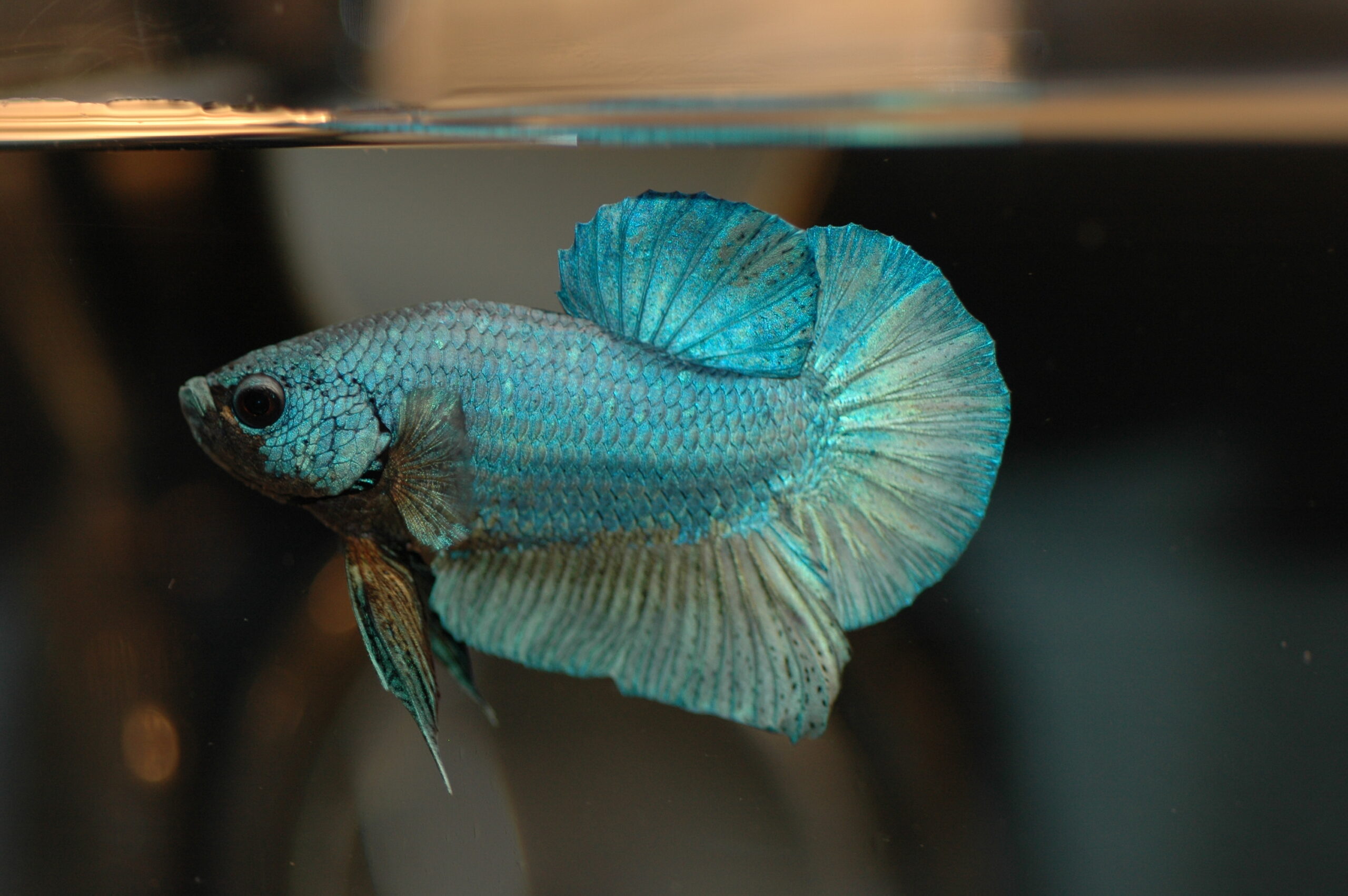 Betta Fish Care in a Nano Tank