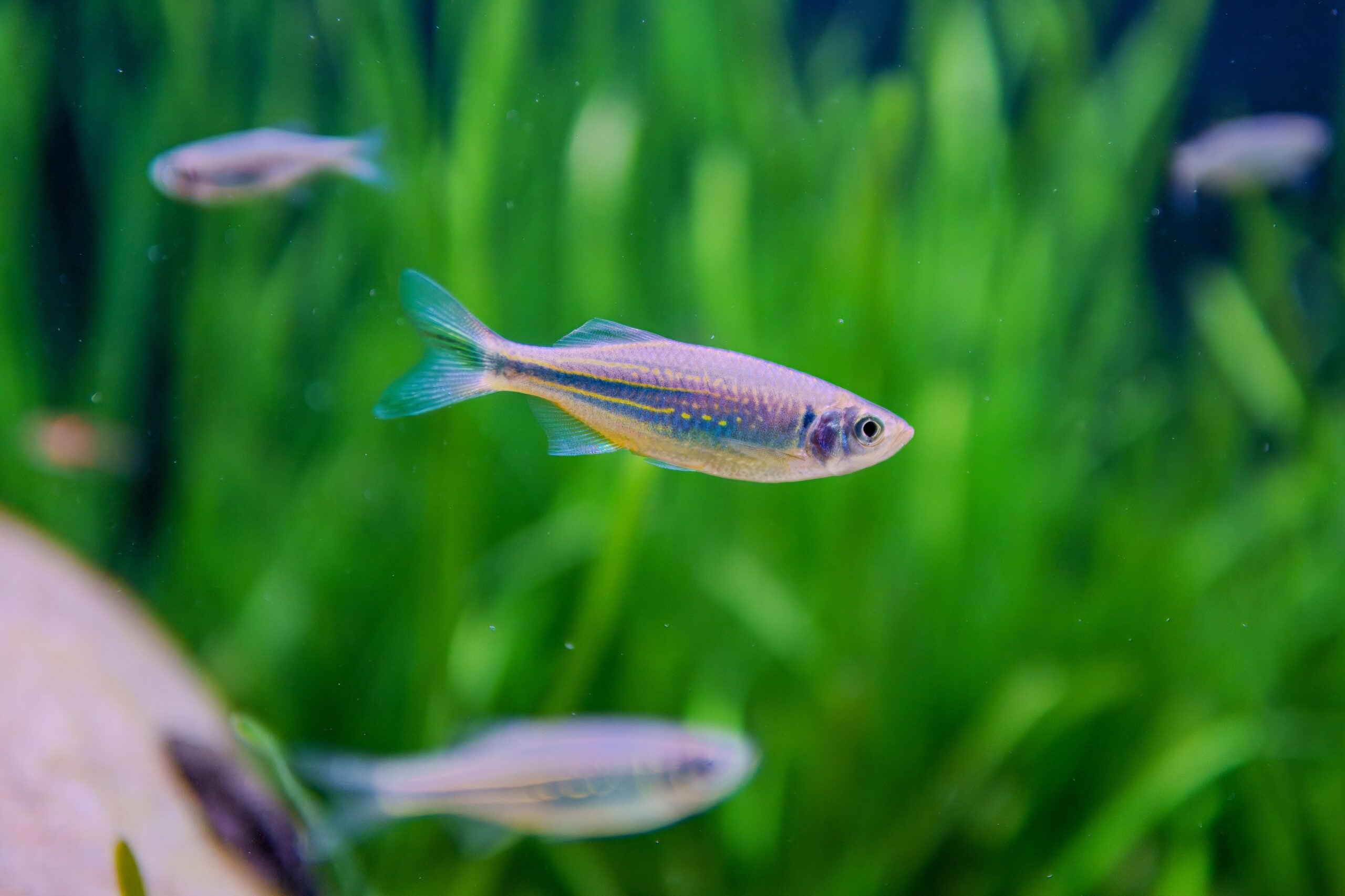 A healthy aquarium that avoids common beginner mistakes