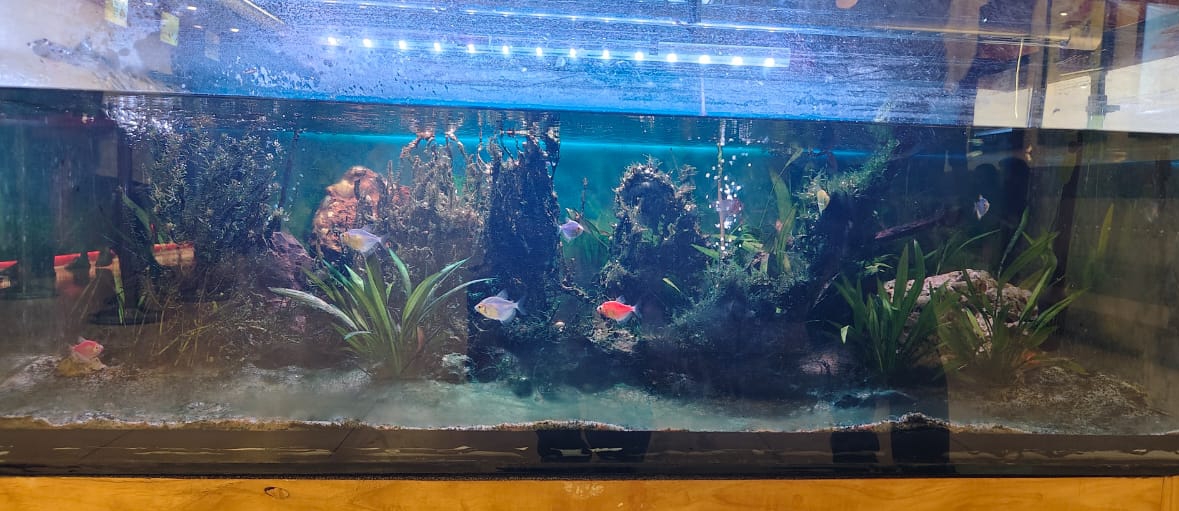 A nano aquarium setup showing where the cost goes