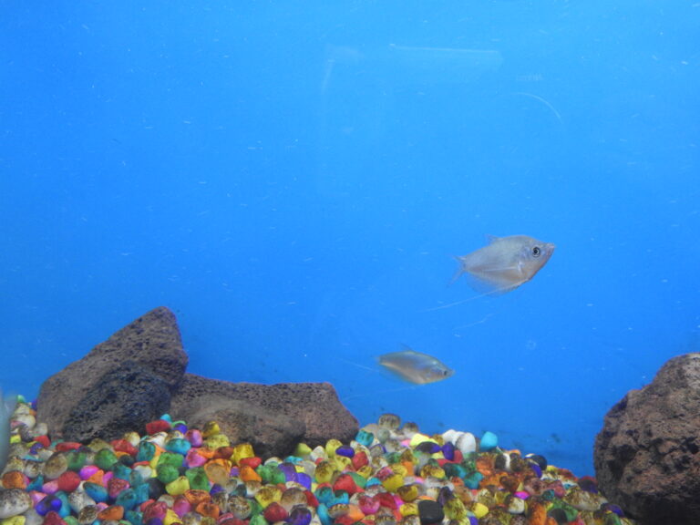 Honey gourami care — golden Trichogaster chuna in a planted nano tank