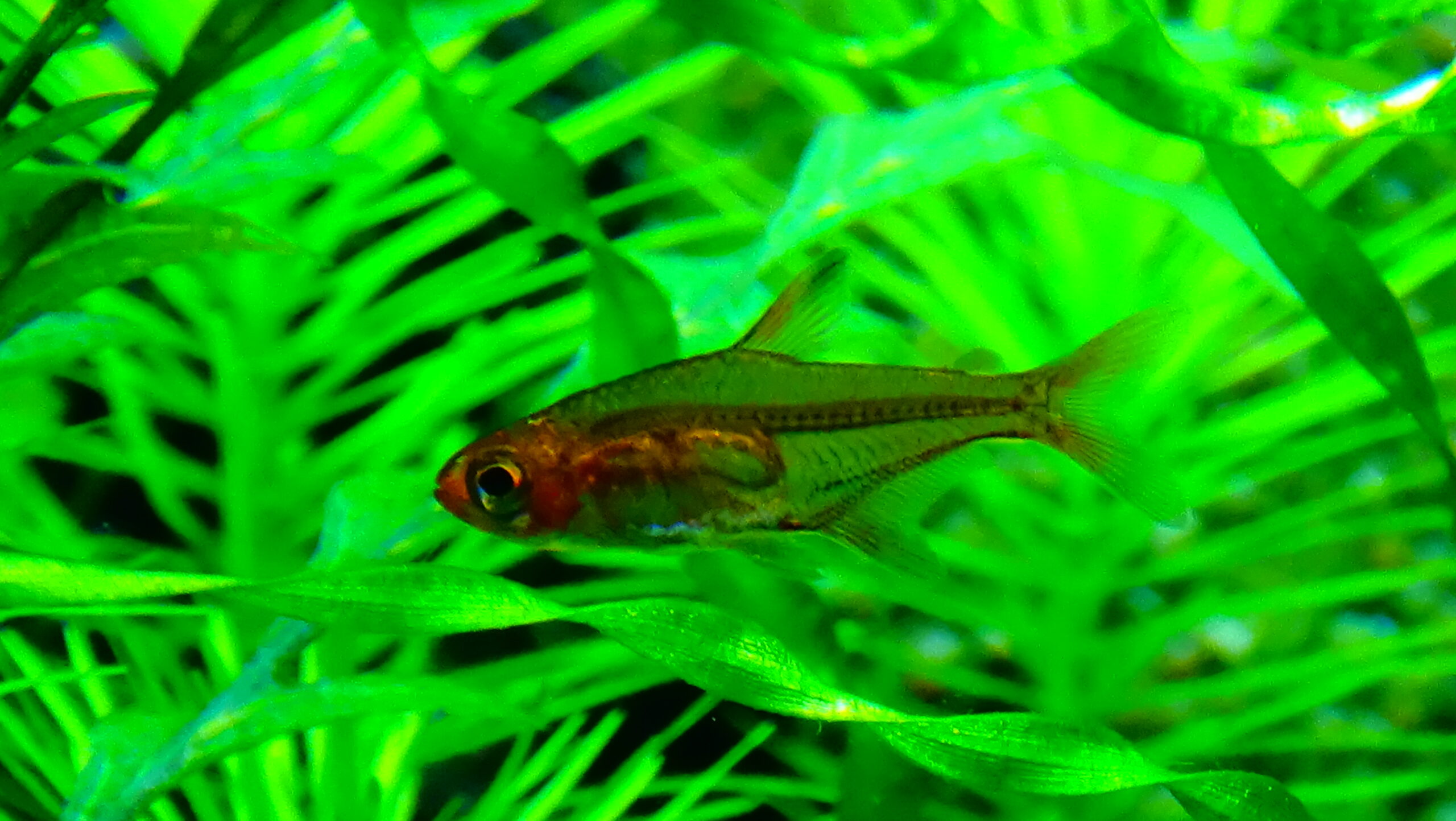 Best Nano Tank Fish for Beginners (8 Hardy, Easy Picks)