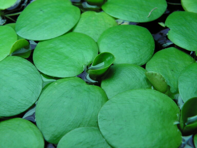 Best floating aquarium plants — Amazon frogbit floating on a nano tank