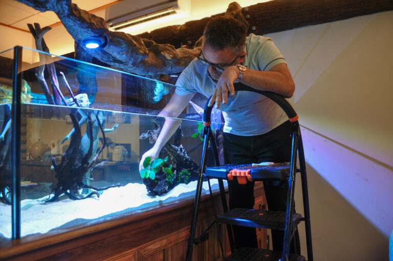 Planting Anubias, a hardy low-light aquarium plant