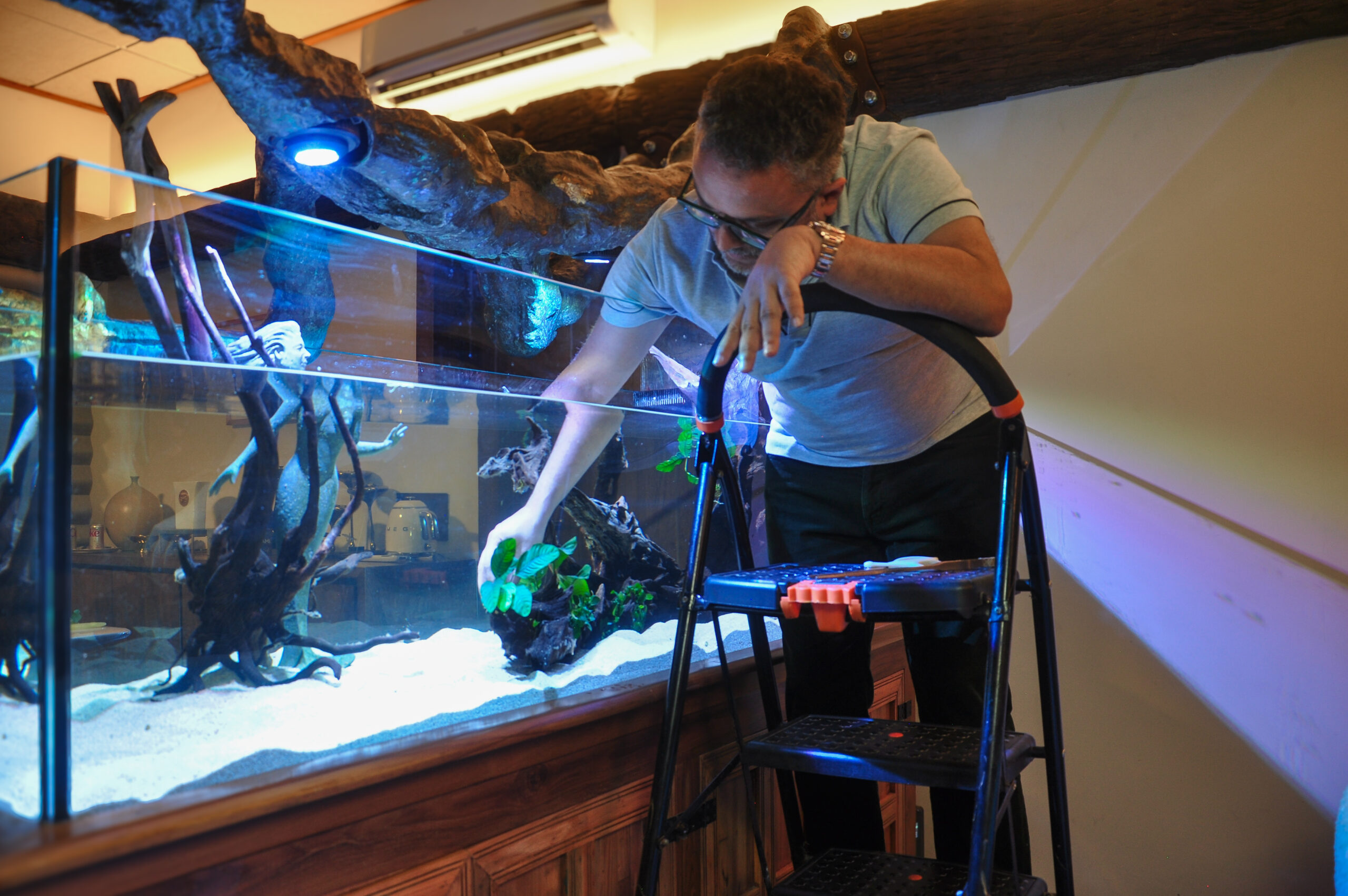 Planting Anubias, a hardy low-light aquarium plant