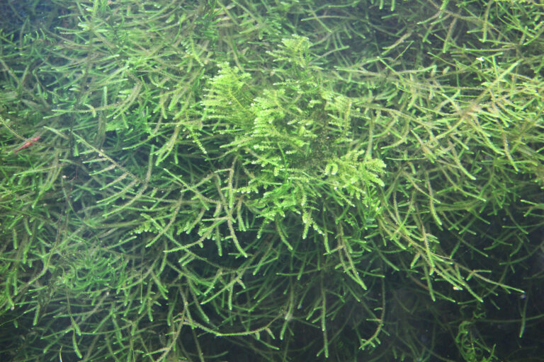 Java moss (Taxiphyllum barbieri) close-up