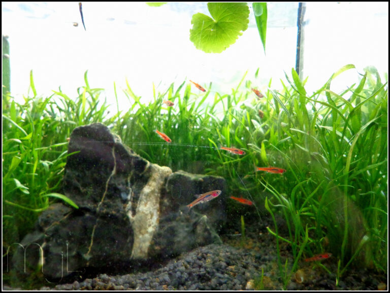 Nano tank heater in a planted aquarium