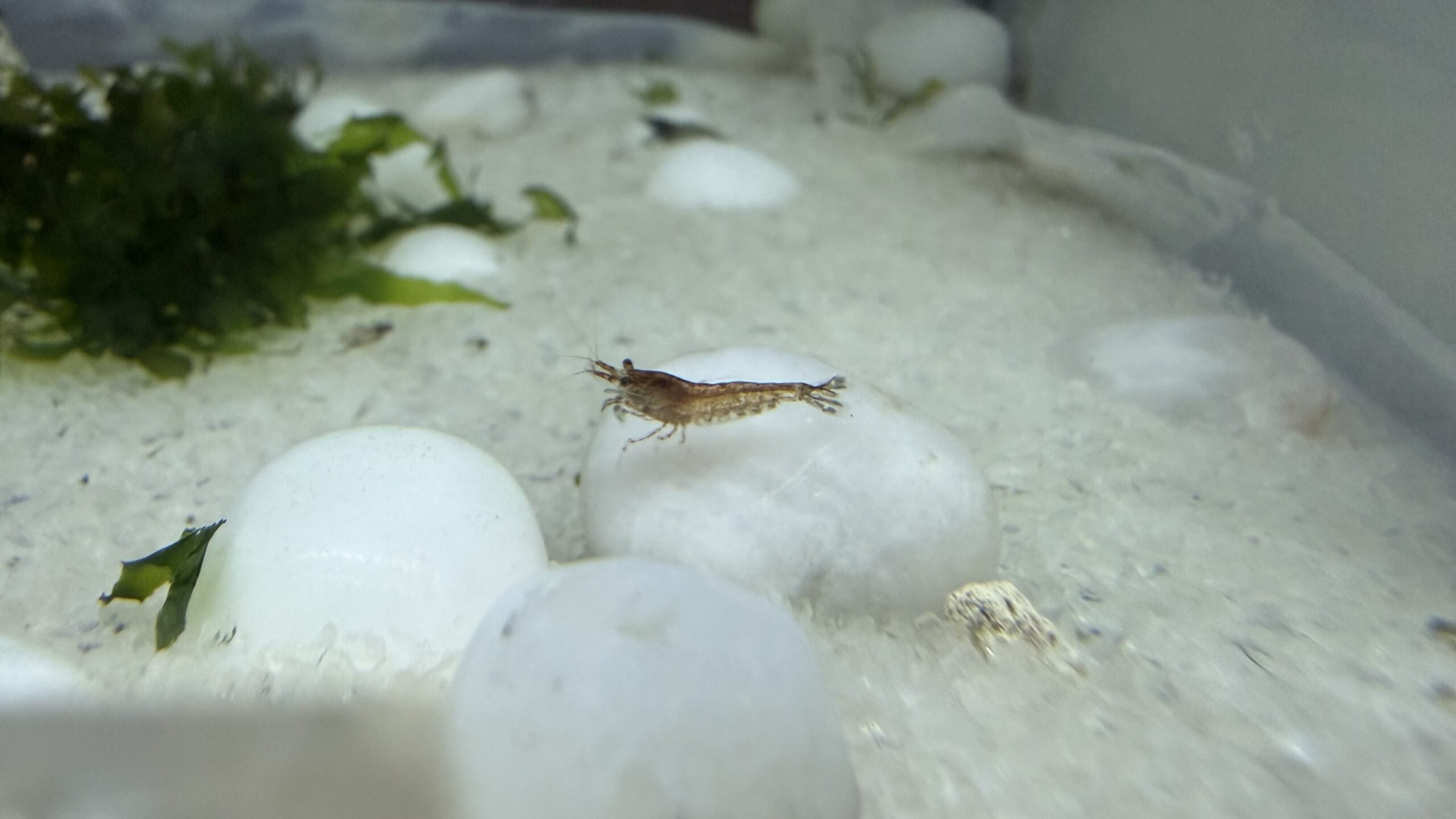 Best shrimp for nano tank — red cherry shrimp (Neocaridina) on aquarium moss
