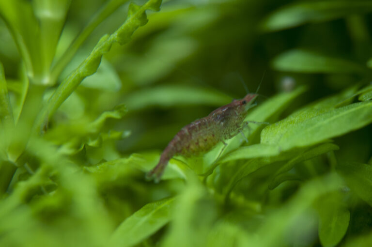 Red cherry shrimp (Neocaridina davidi) on aquarium plants