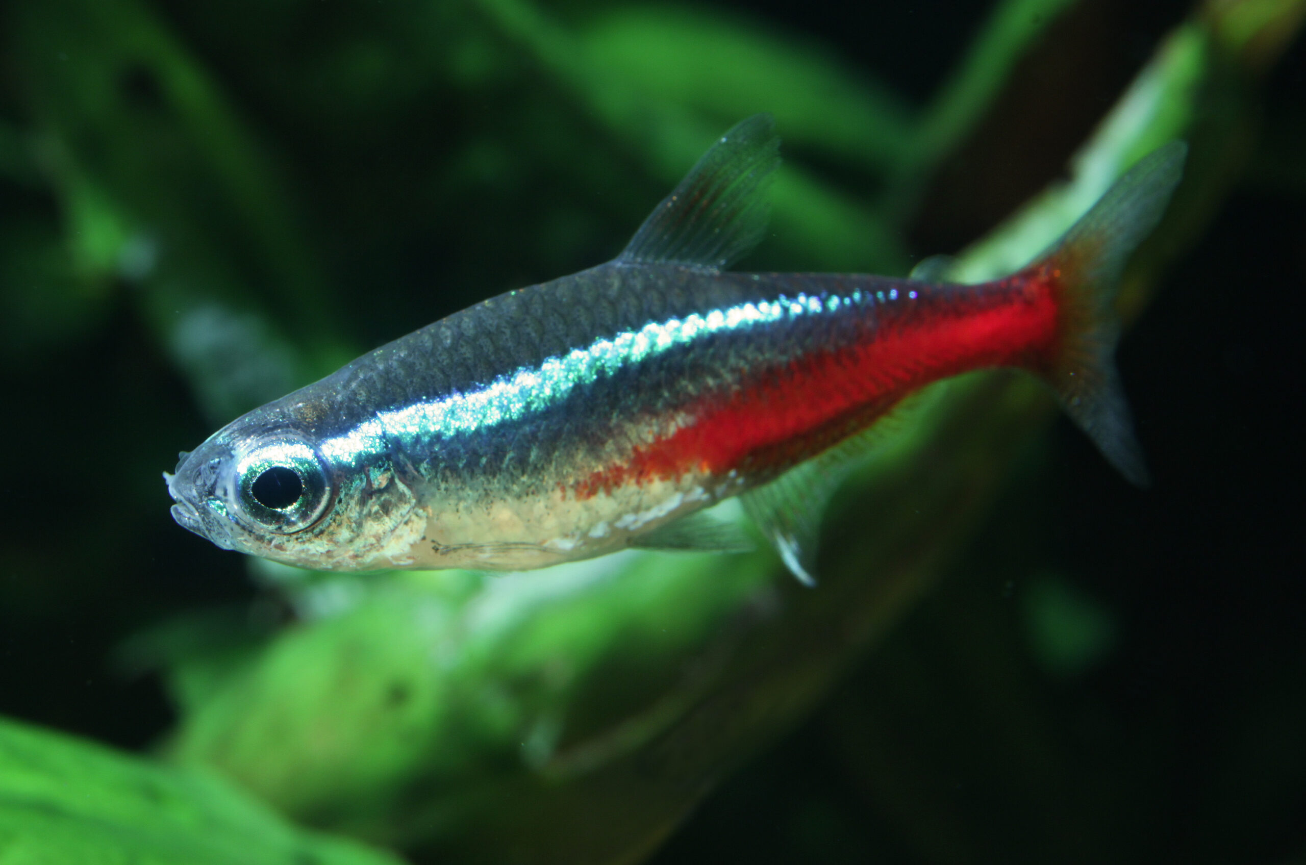Neon tetra fish added to a new tank after cycling