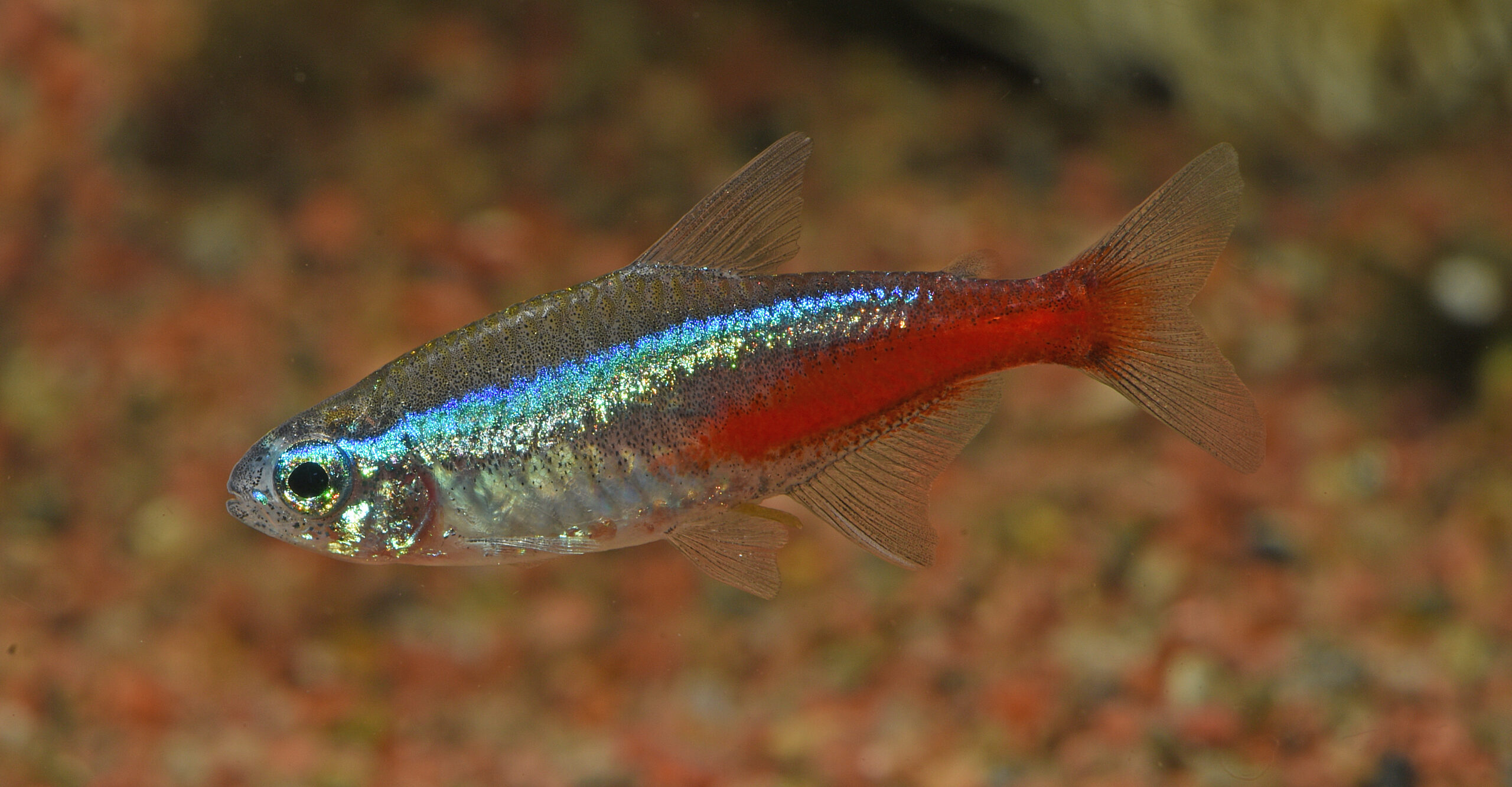 Neon tetra (Paracheirodon innesi) in a planted tank