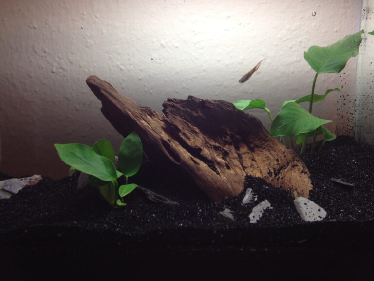 How to Set Up a Nano Aquarium: A Beginner’s Step-by-Step Guide