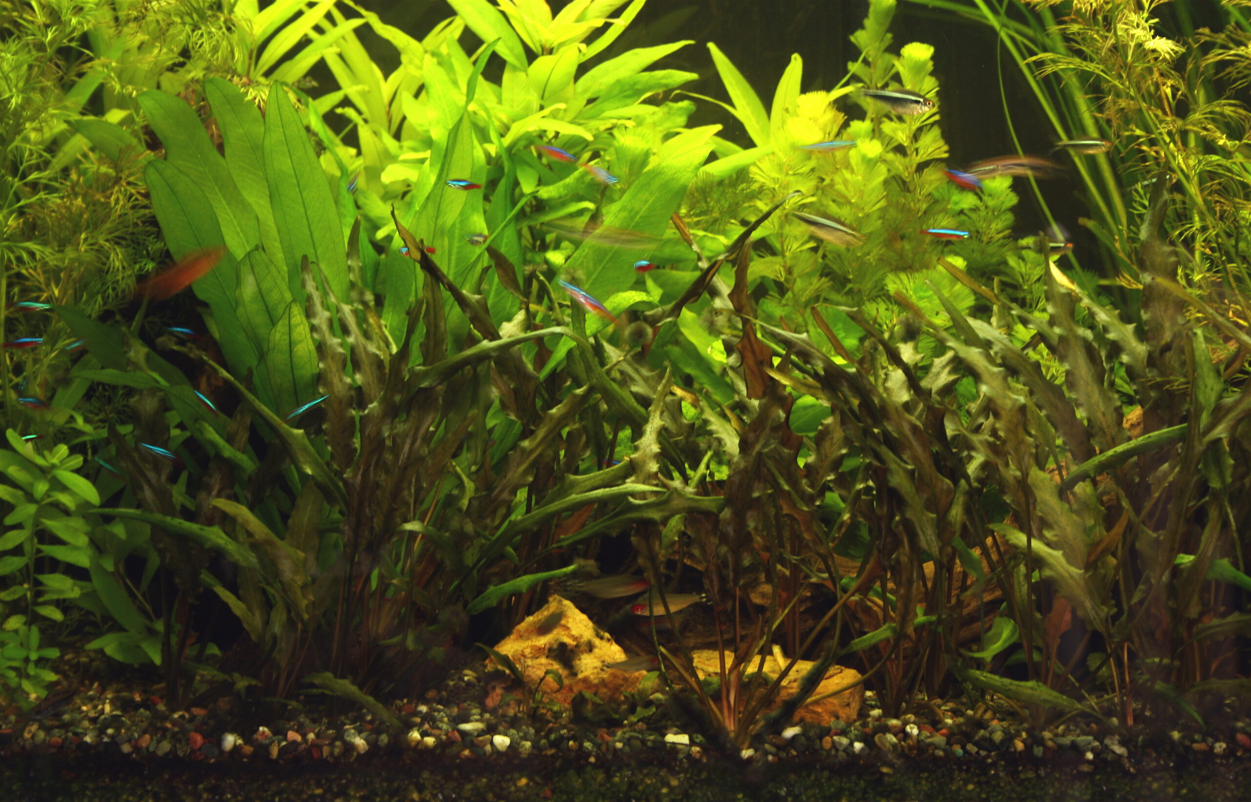 Nano aquarium starter kit checklist setup with plants and equipment