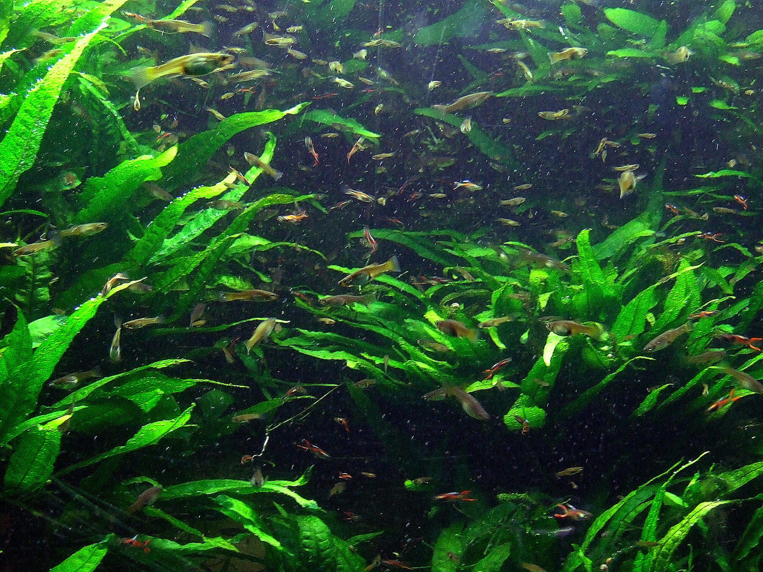Endler's livebearer care guide — male Poecilia wingei in a planted nano tank