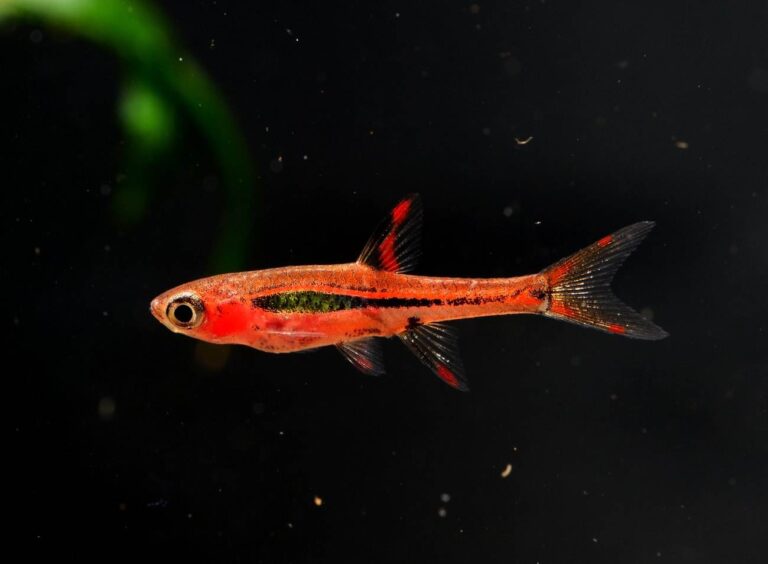 Chili rasbora care guide — bright red Boraras brigittae in a planted nano tank