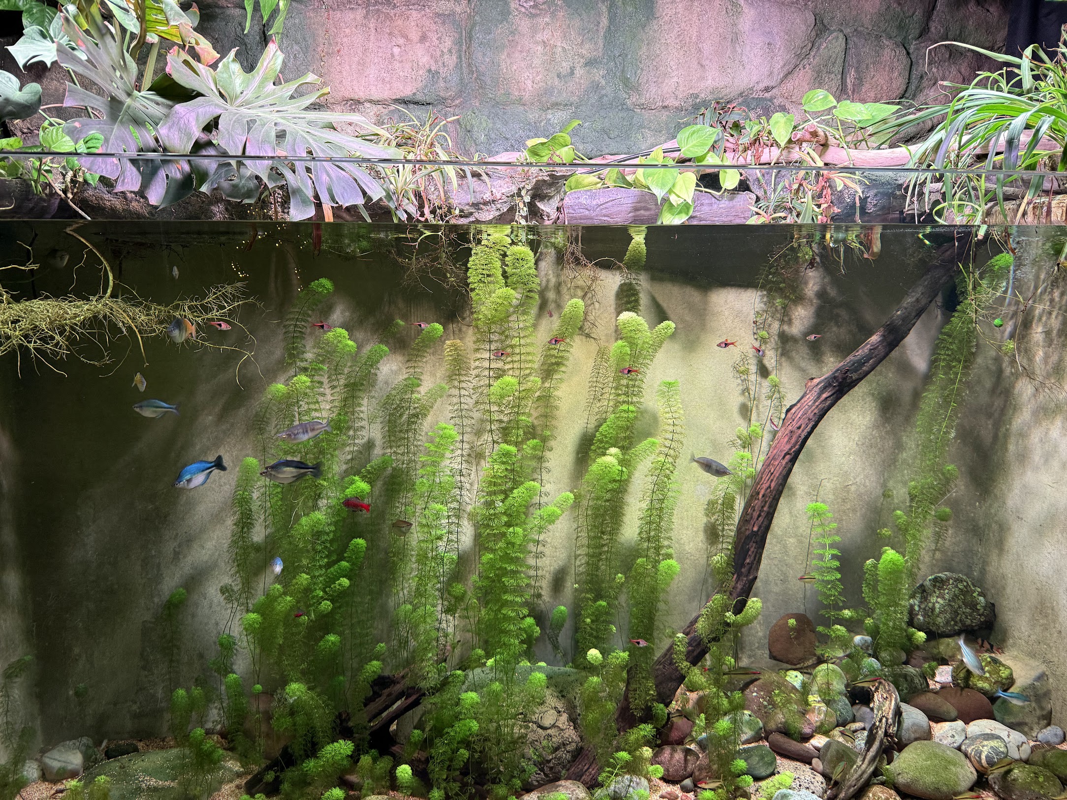 Why Is My Aquarium Water Cloudy? Causes & Fixes
