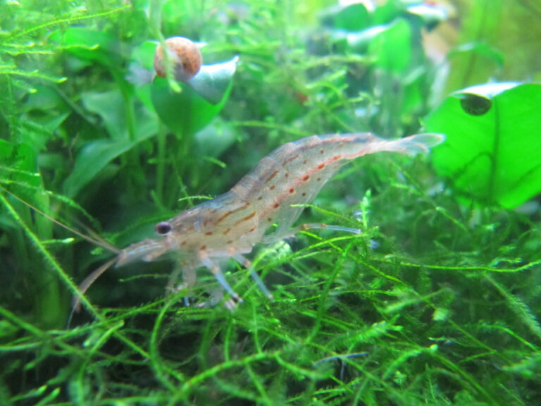 Amano shrimp (Caridina multidentata) grazing in a planted tank