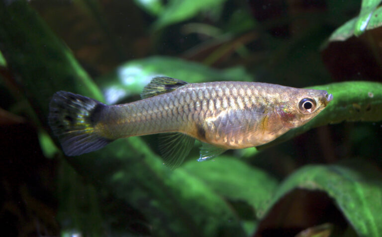 Male guppy (Poecilia reticulata) showing bright fins