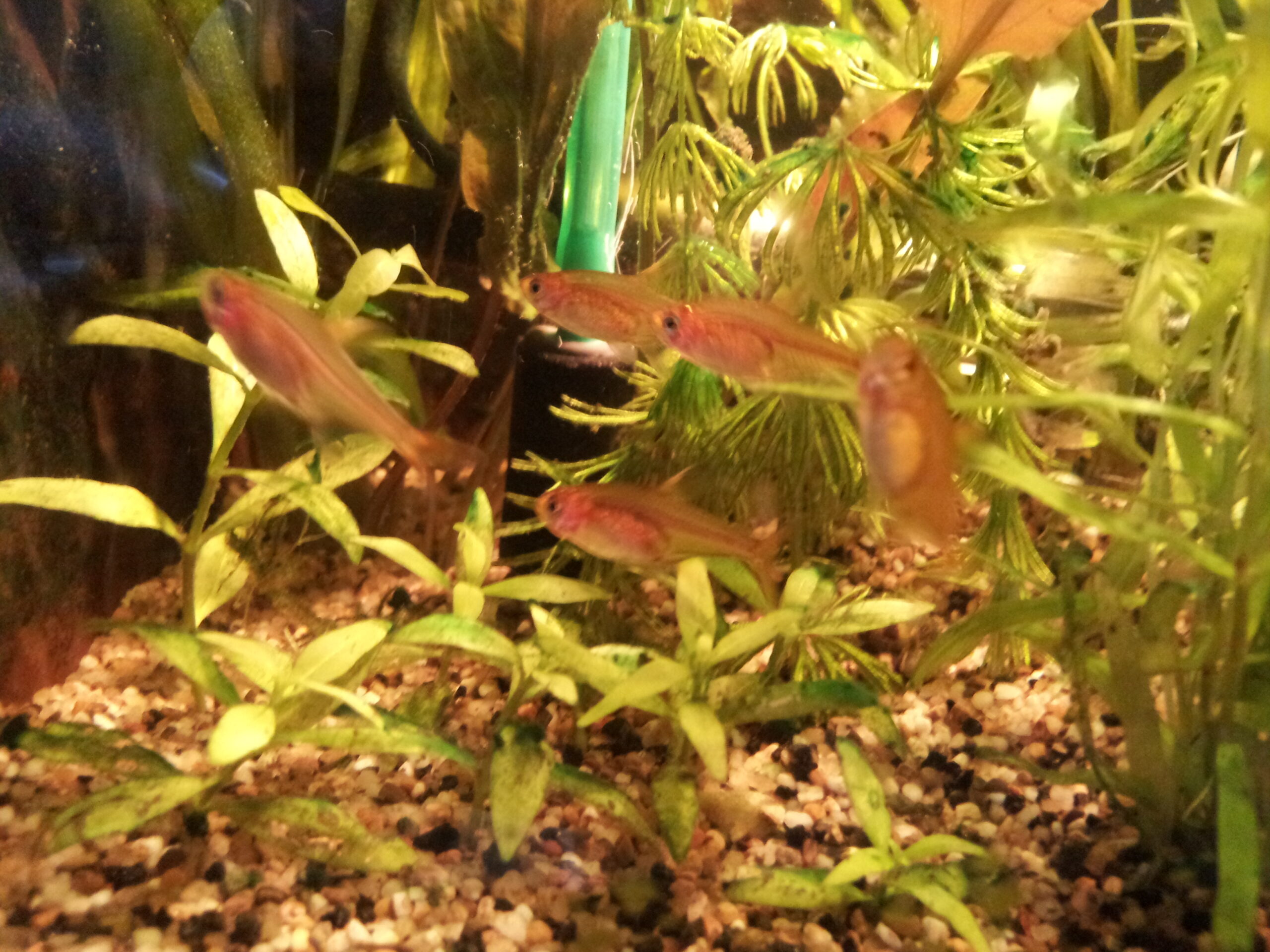 Ember tetra (Hyphessobrycon amandae) glowing orange