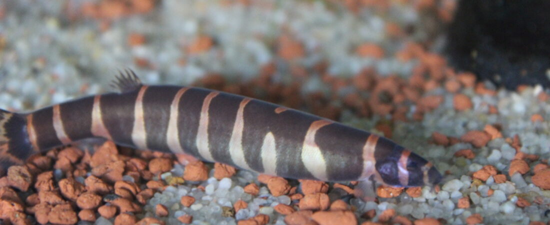 Kuhli Loach Hiding All Day? 6 Fixes That Actually Work