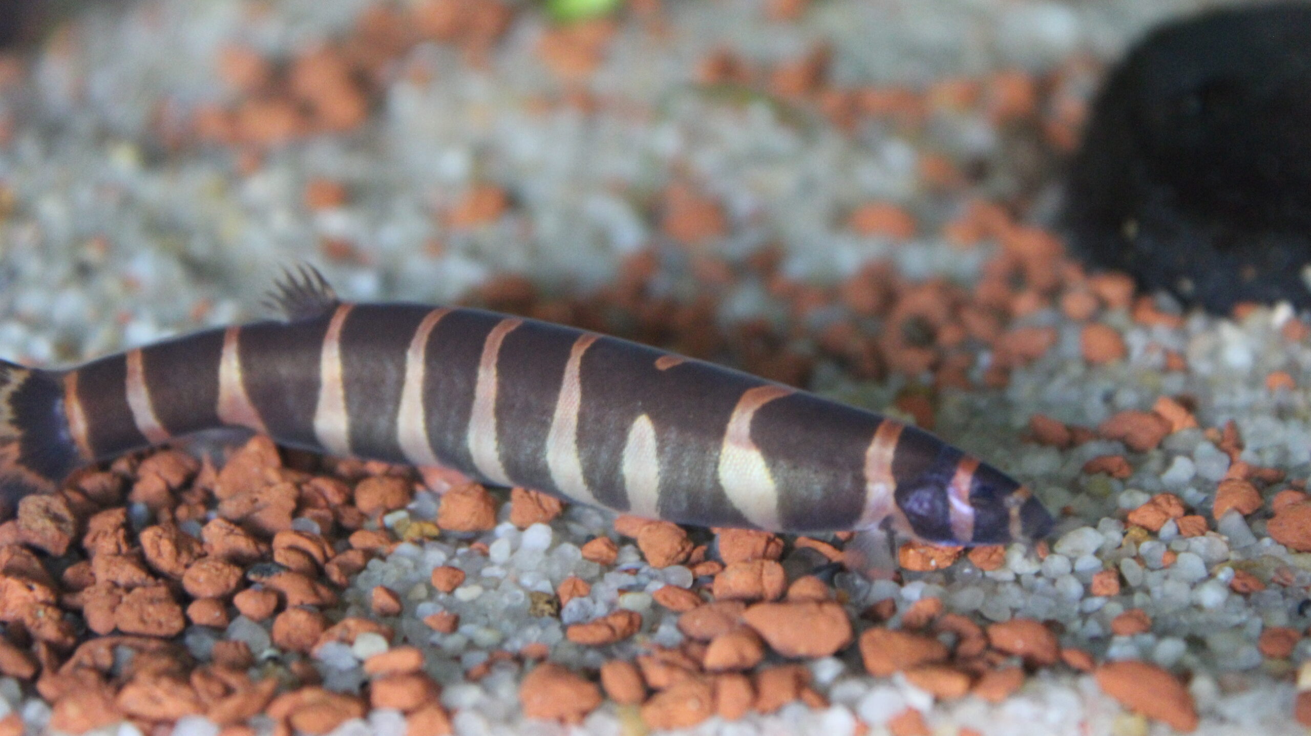 Kuhli loach (Pangio kuhlii) on aquarium sand