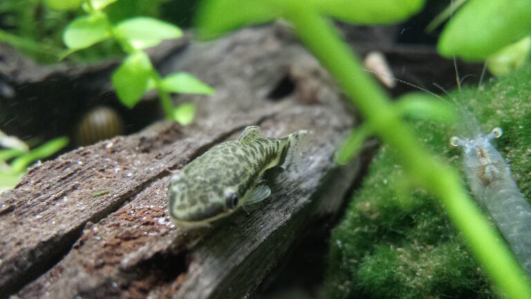 Otocinclus catfish grazing on driftwood