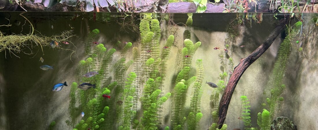 Fish Died Overnight? It’s Almost Never the Cycle
