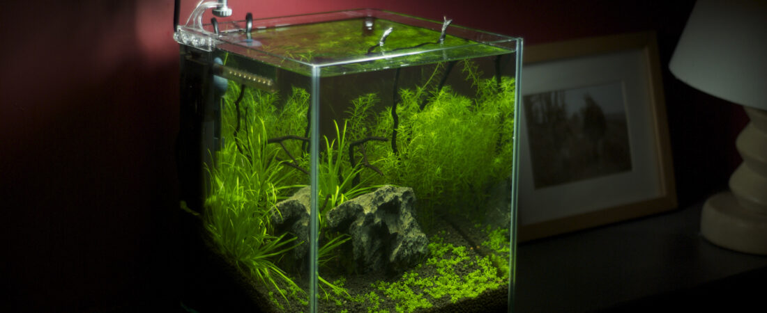 Cloudy Water After a Water Change? Read the Timing First